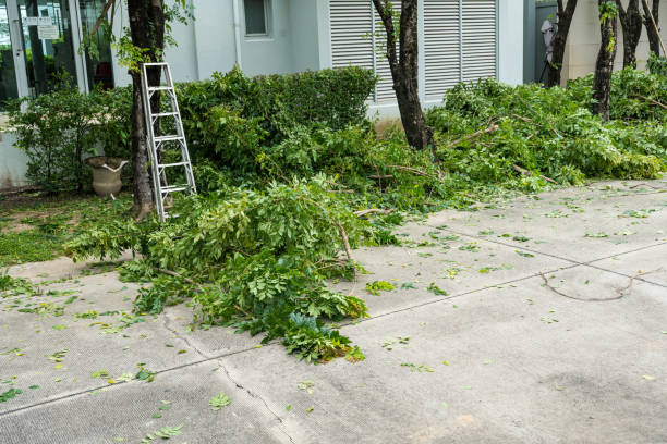 Residential Tree Removal in Pine Mountain Clu, CA